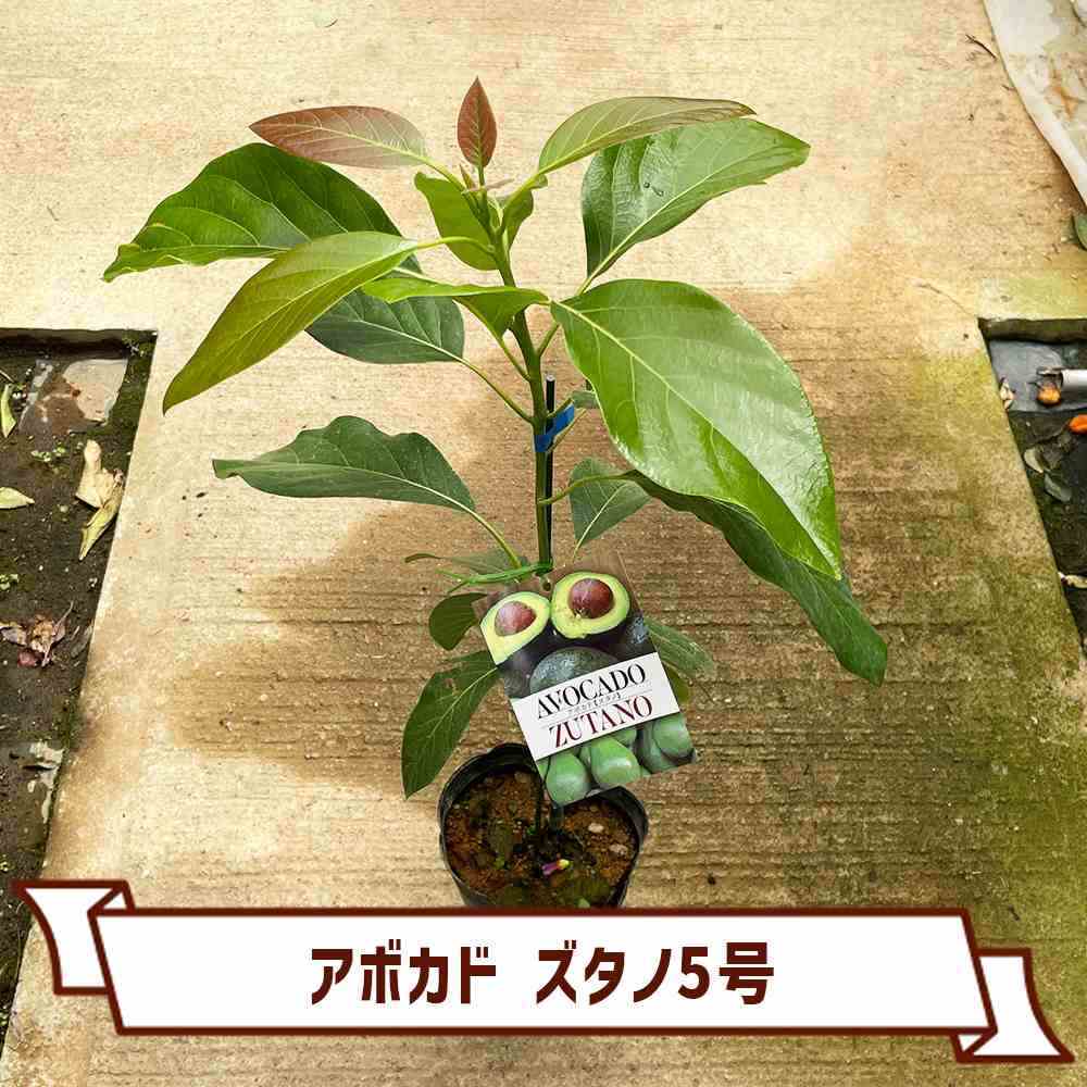 カカオ苗2025年5月植付け2つセット - メルカリ