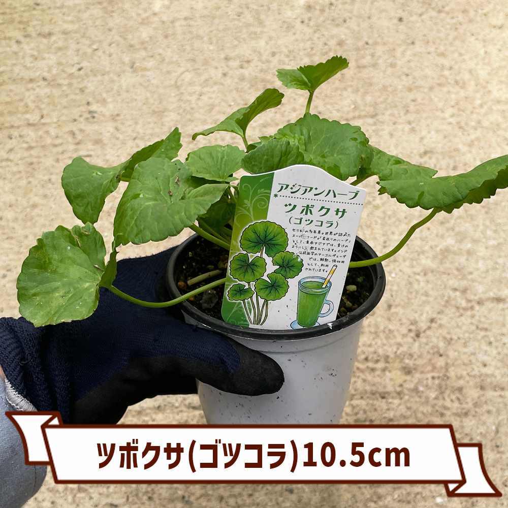 カカオ苗2025年5月植付け2つセット - メルカリ