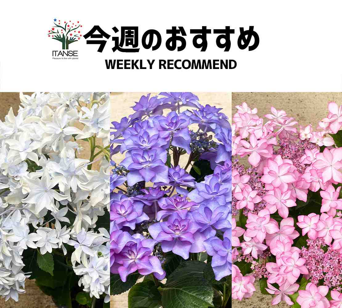 今週のおすすめ【2025年5月2週目】 – 野菜苗・植物苗の通販