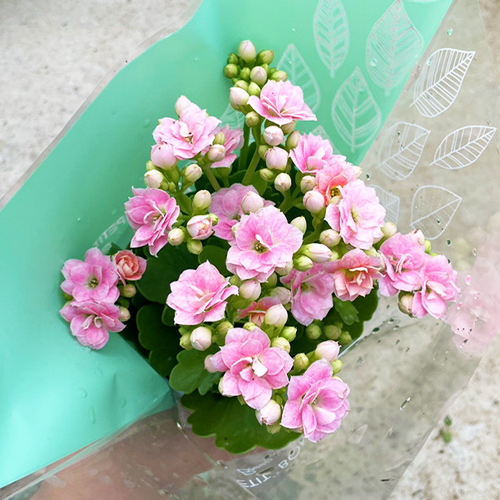 【保障できる】 カカオ苗2025年5月植付け2ポット （2025年5月22日に苗が届き、5 落葉樹