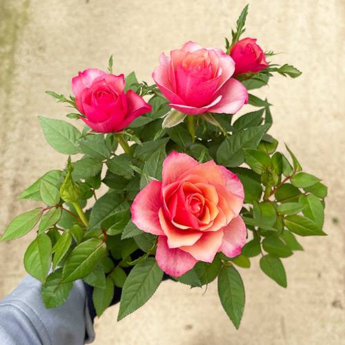 ミニ薔薇