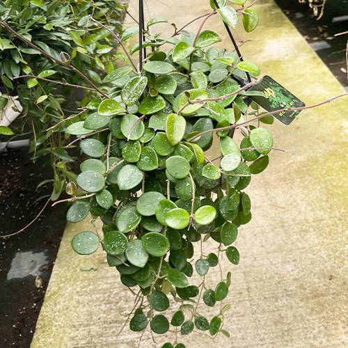 観葉植物