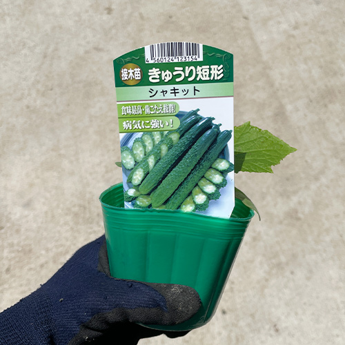 キュウリ シャキットきゅうり 接木9cm