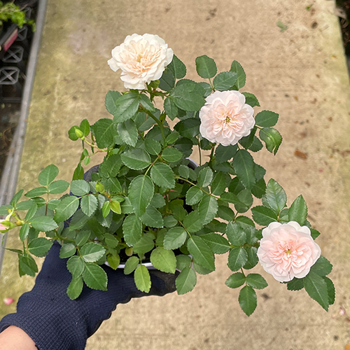 ミニ薔薇 グリーンアイス3.5号