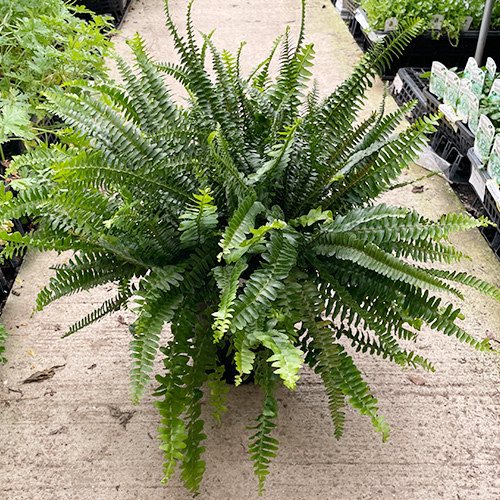 観葉植物 タマシダ7号