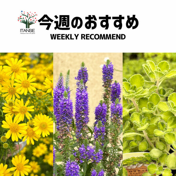 今週のおすすめ【2025年6月3週目】