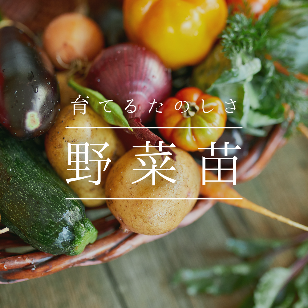 野菜苗