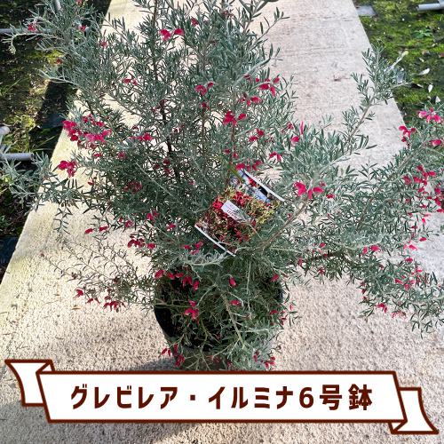 グレビレア・イルミナ6号鉢