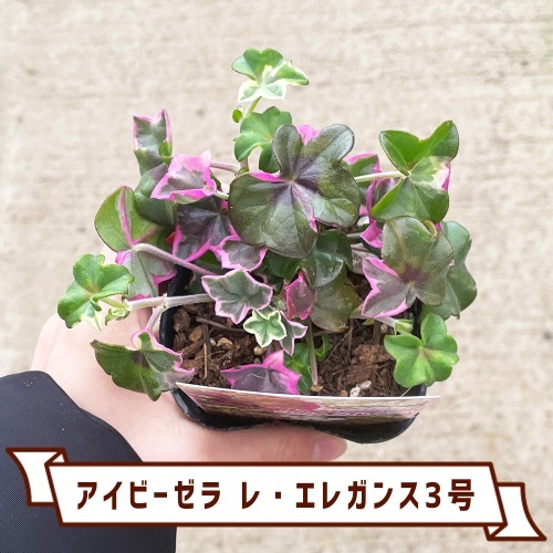 アイビーゼラ