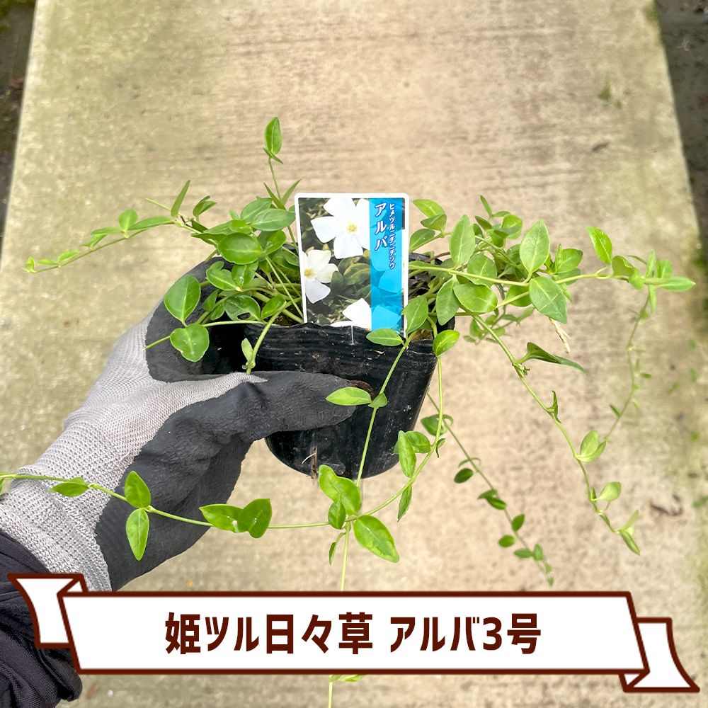 姫ツル日々草